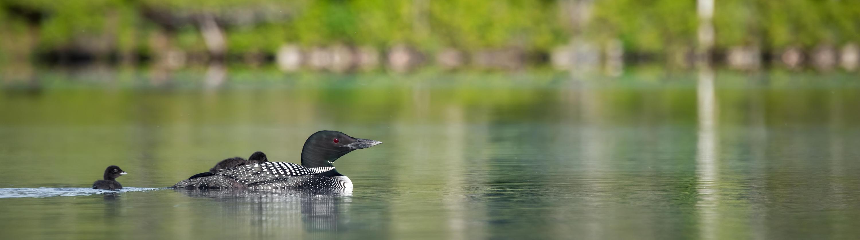 Loons 2